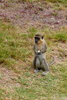 Previous: African Green Vervet Monkey