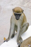African Green Vervet Monkey