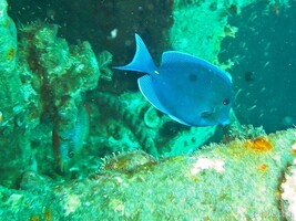 Blue Tang