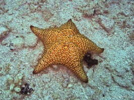 Starfish