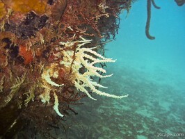 Corals growing on sunken tug boat