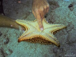 Little worm on the underside of a starfish.