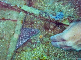 Luring the Moray