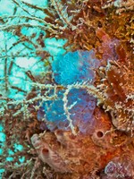 Corals