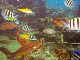 Lots of fish!