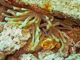 Anemone