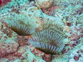 Corals