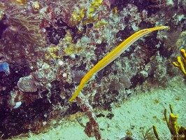 Trumpet fish