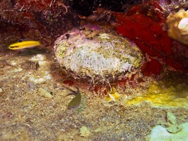 Clam