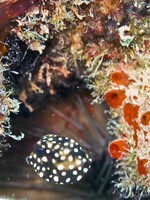 Box fish