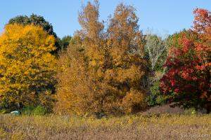 Busse Woods - Schaumburg, IL