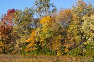 Busse Woods - Schaumburg, IL