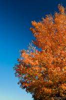 Busse Woods - Schaumburg, IL