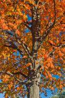 Busse Woods - Schaumburg, IL