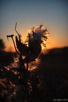 Milkweed seed pods at sunset