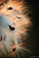 Seeds in sunset