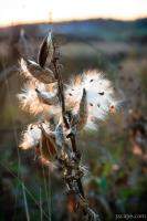 Milkweed seed pods at sunset