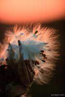 Seeds in sunset