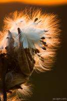 Seeds in sunset