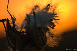 Seeds in sunset