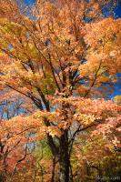Fall colors
