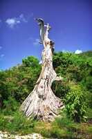 Old dead tree, Cinnamon Bay