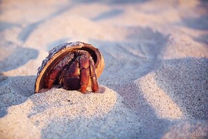 Hermit crab
