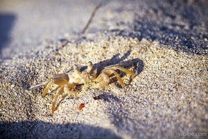 Sand crab
