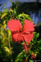 Hibiscus Flower, St. John