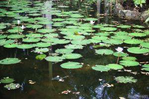 Pond with lilly pads (Chankanaab Nature Park)