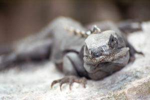Iguana at Tulum