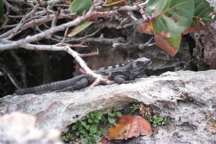 cozumel iguana