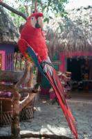 Parrot at Xel-Ha (you can pay to have it sit on you... yippee!)