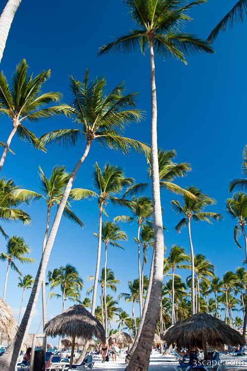 Tall palm trees on the beach