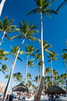 Tall palm trees on the beach