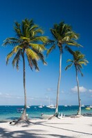 Tall palm trees on the beach