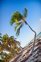 Crooked palm tree