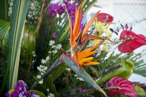 Bird of Paradise