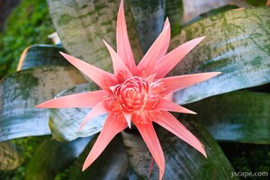 Tropical plant