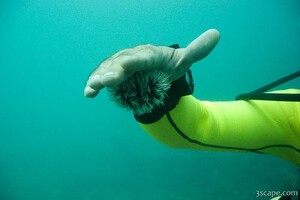 Michael showing off a sea creature