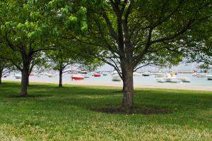 Trees and boats