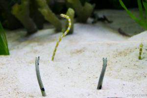 These worm looking fish burrow into the sand backwards.