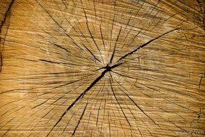 Cut log