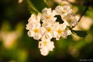 Some flowers
