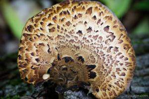 Mushroom
