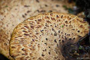 Mushroom