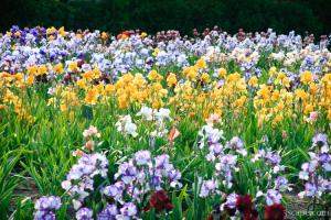 Iris Farm, west of Traverse City, MI