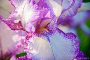 Iris at the Iris Farm