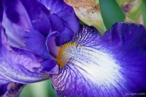 Iris at the Iris Farm