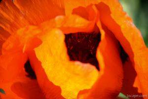 Previous: Poppy at the Iris Farm